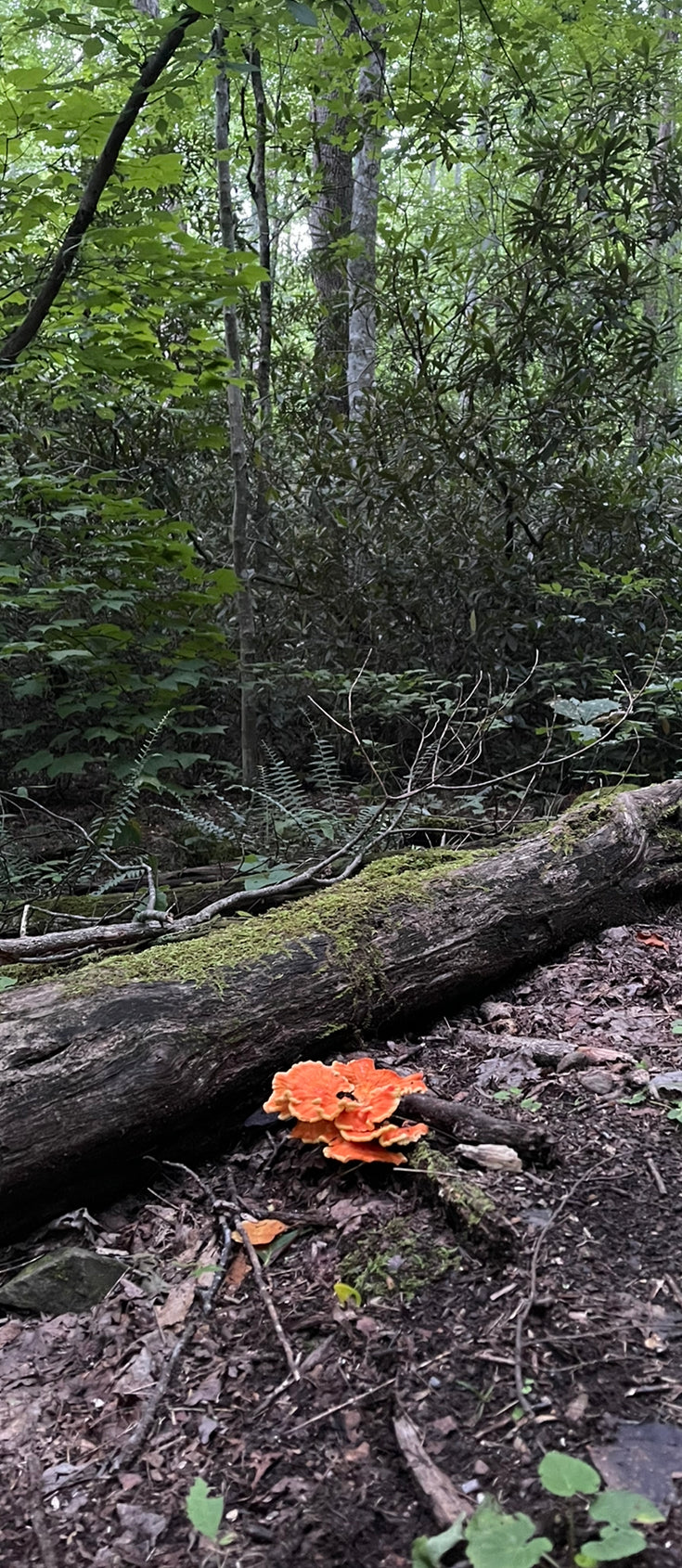 Foraging Edibles is a Booming New Hobby. Learn Important Tips and Tricks For Safety and Success with this New Outdoor Activity
