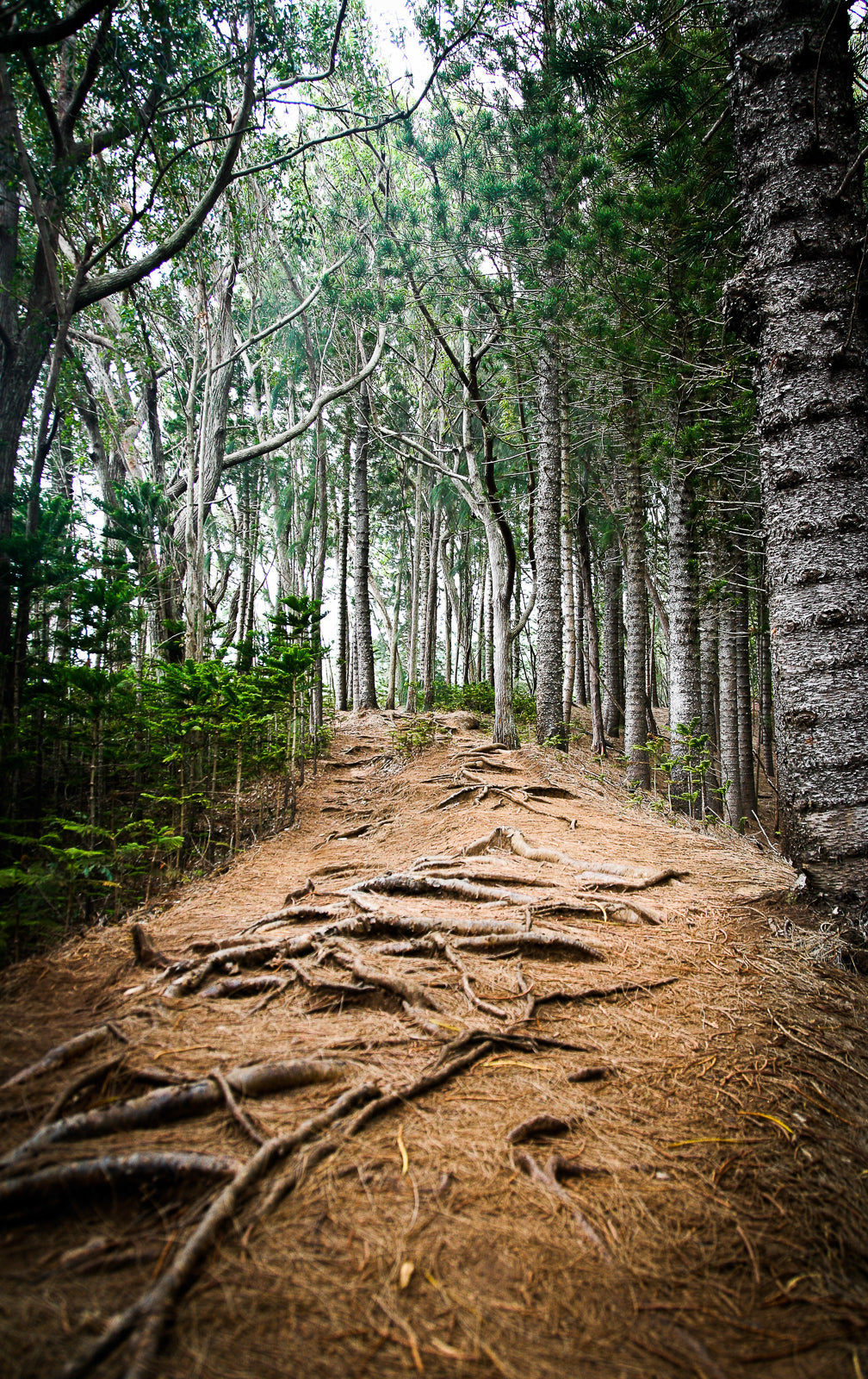 The Top 5 Pieces Of Hiking Gear For Your First Day Hike