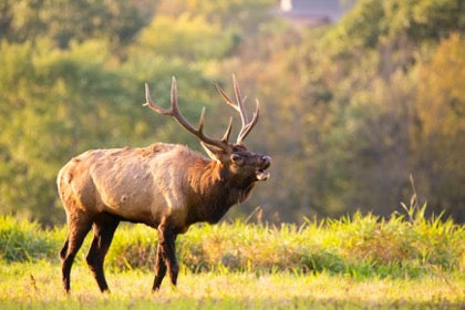 Find the Best Gear You'll Need for This Year's Elk Hunt