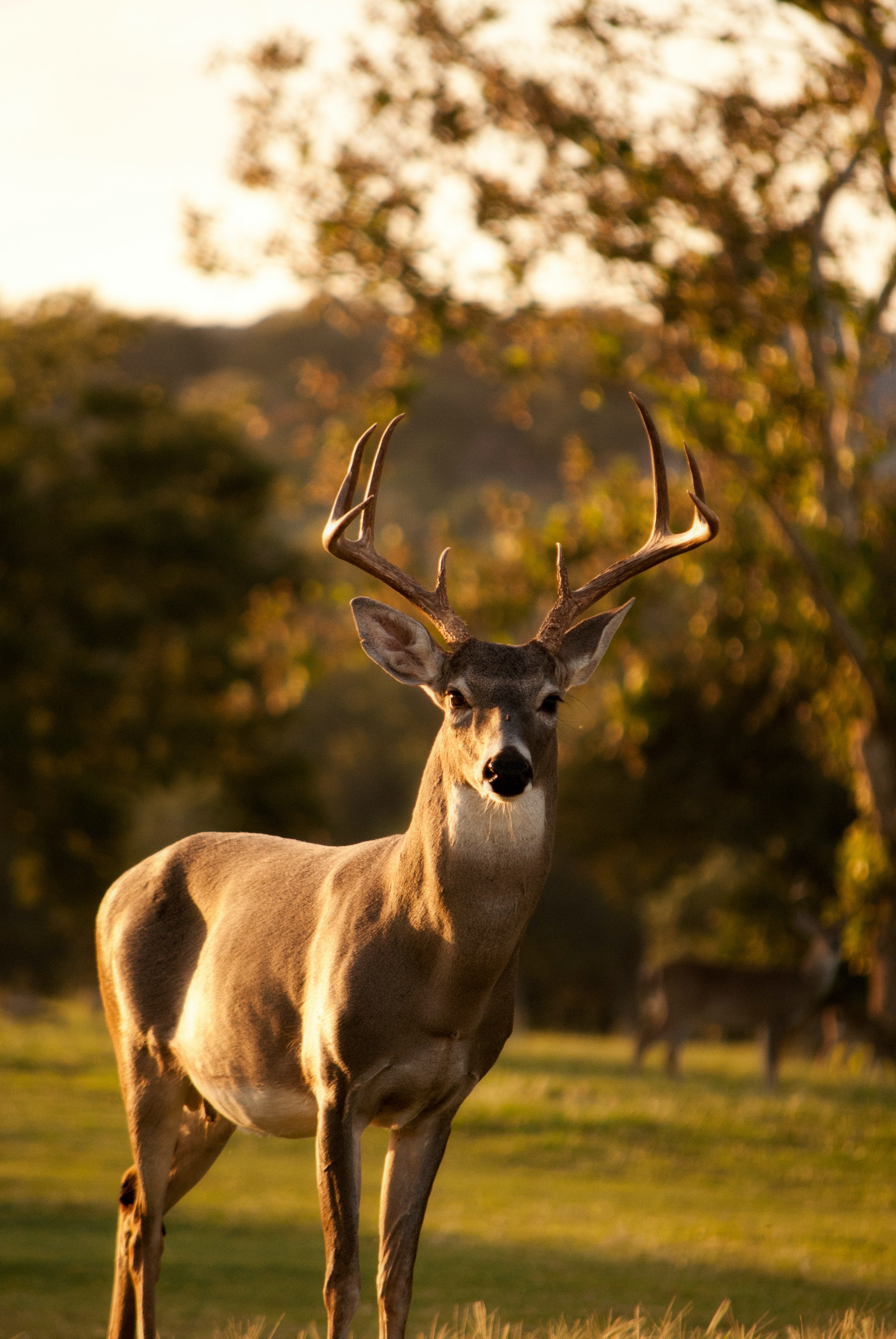 The Top Whitetail Bow Hunting on Midwest Public Lands