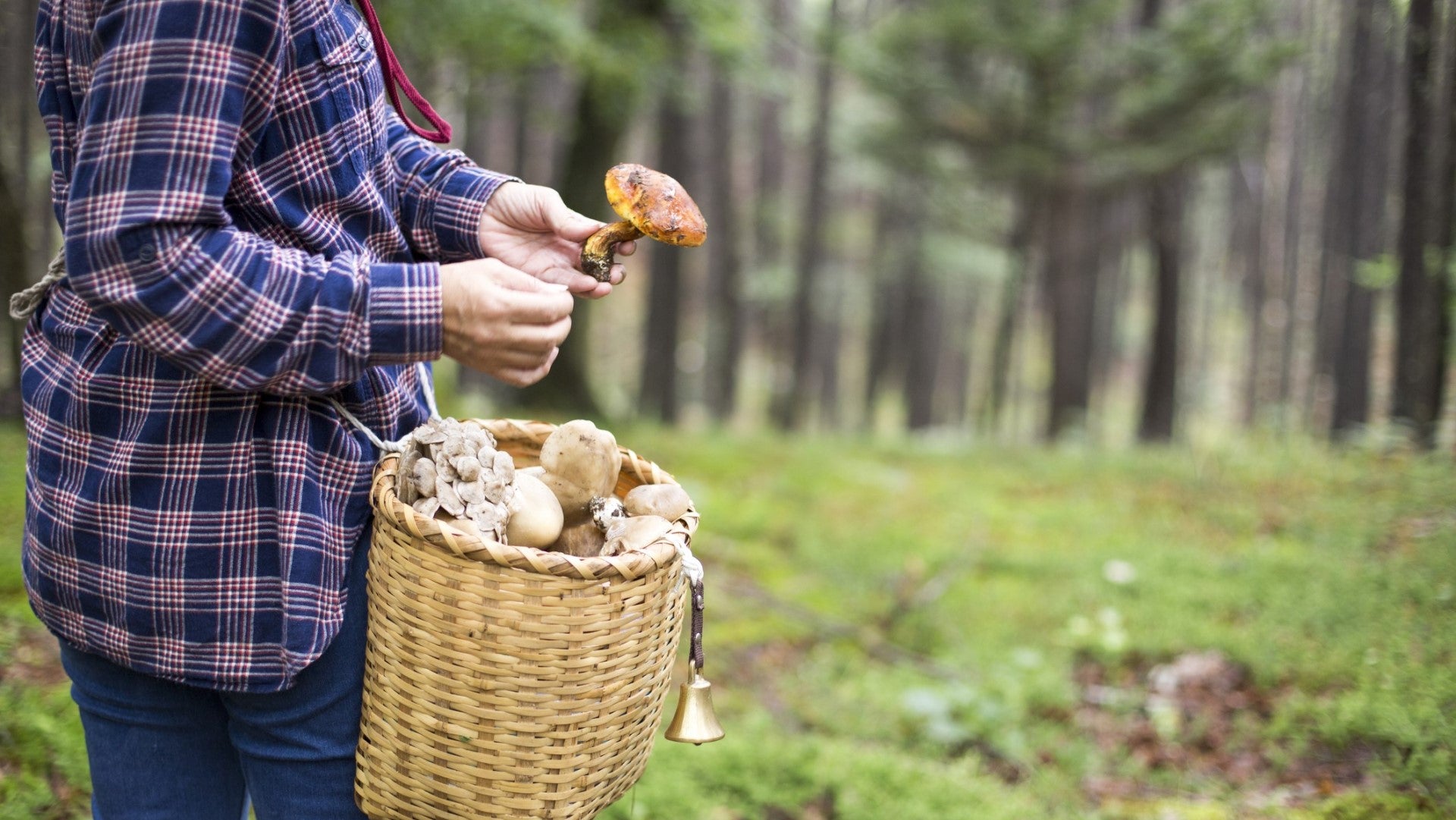 A Beginner's Guide to Mushroom Hunting with Pike Trail Snake Gaiters and the Forager's Bag