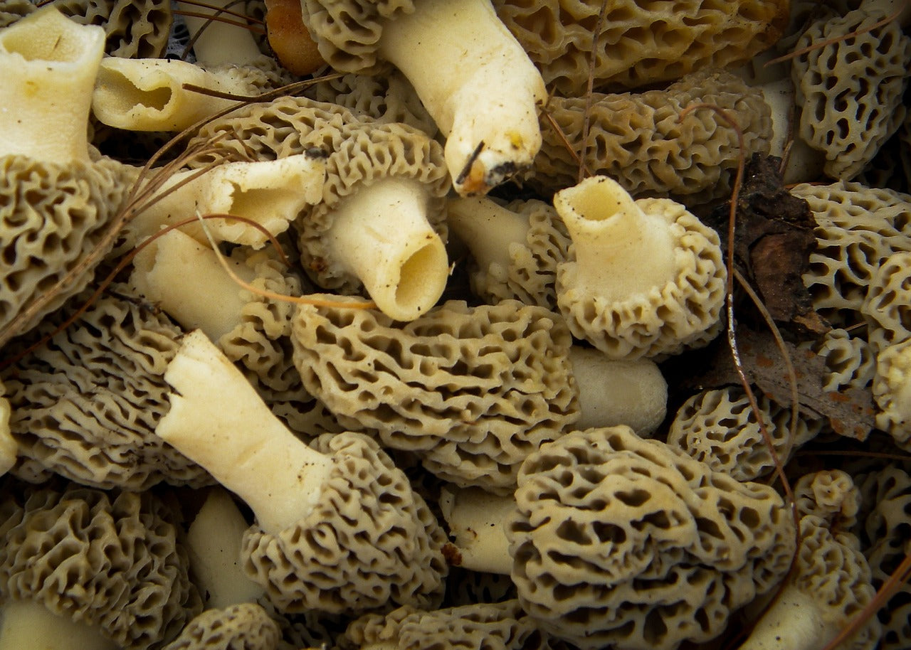 Unearthing Nature's Treasure: A Guide to Morel Mushroom Hunting