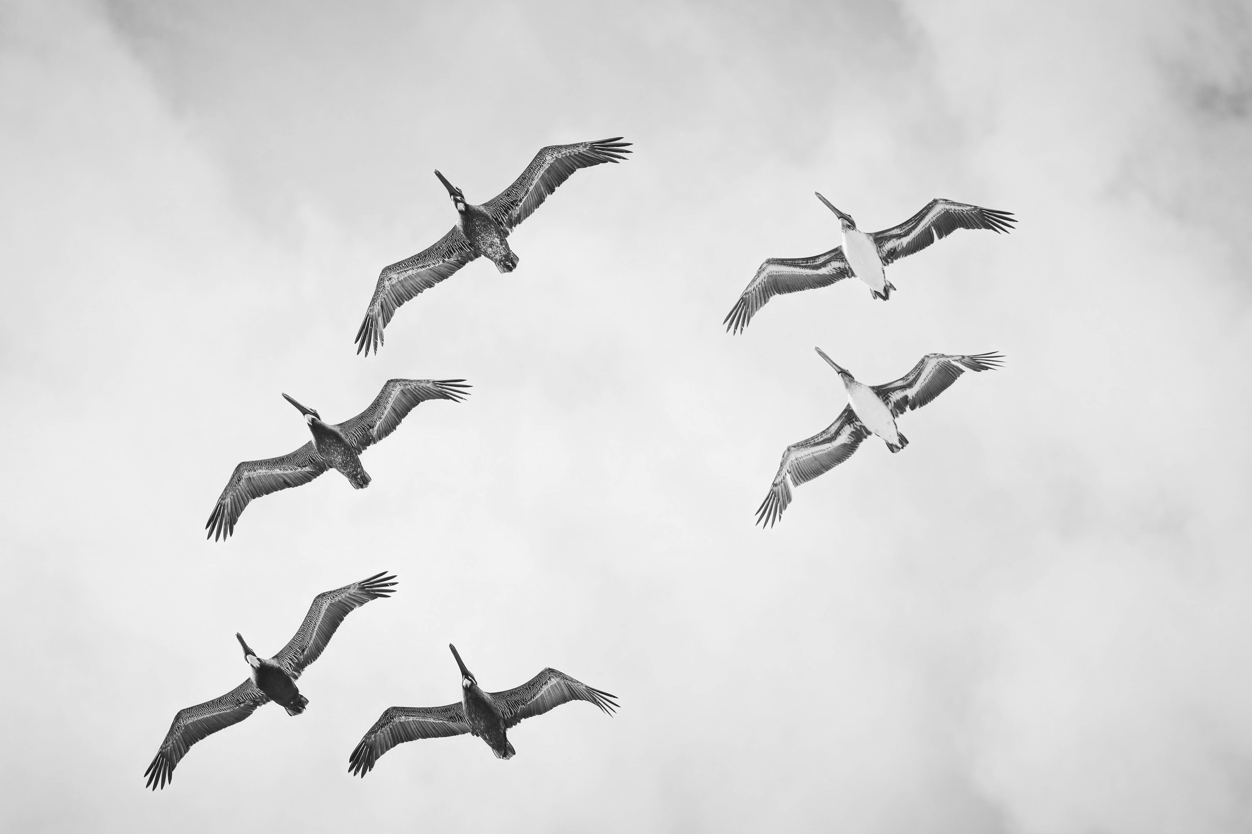 Spring Birdwatching: Migration Marvels, Bird ID Tips, and the Best Tool to Get Started