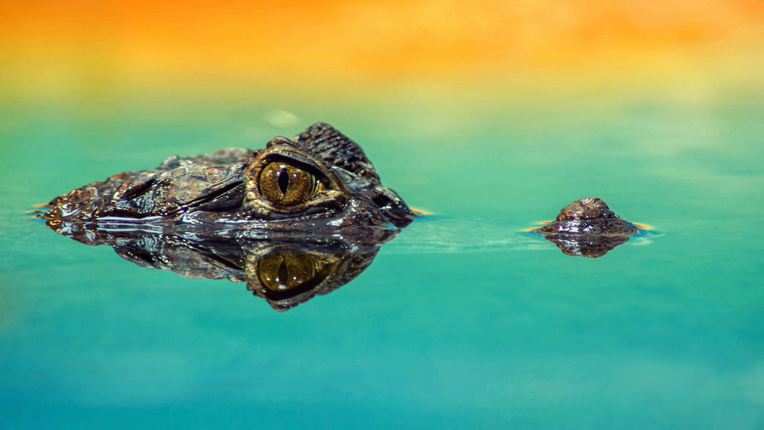 Capturing Nature's Beauty: A Guide to Nature Photography