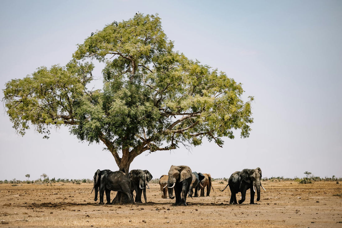 Gaiters and Gratitude: A Journey to Zambia’s Wild Heart