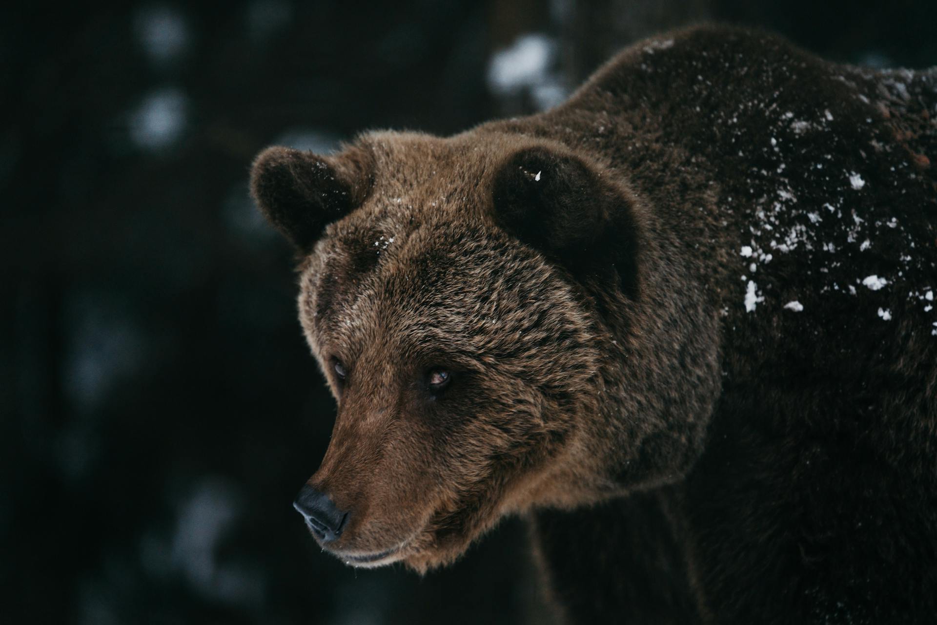 Unexpected Wildlife Encounters: Crossings with Bobcats, Bears, Mountain Goats – Pike Trail
