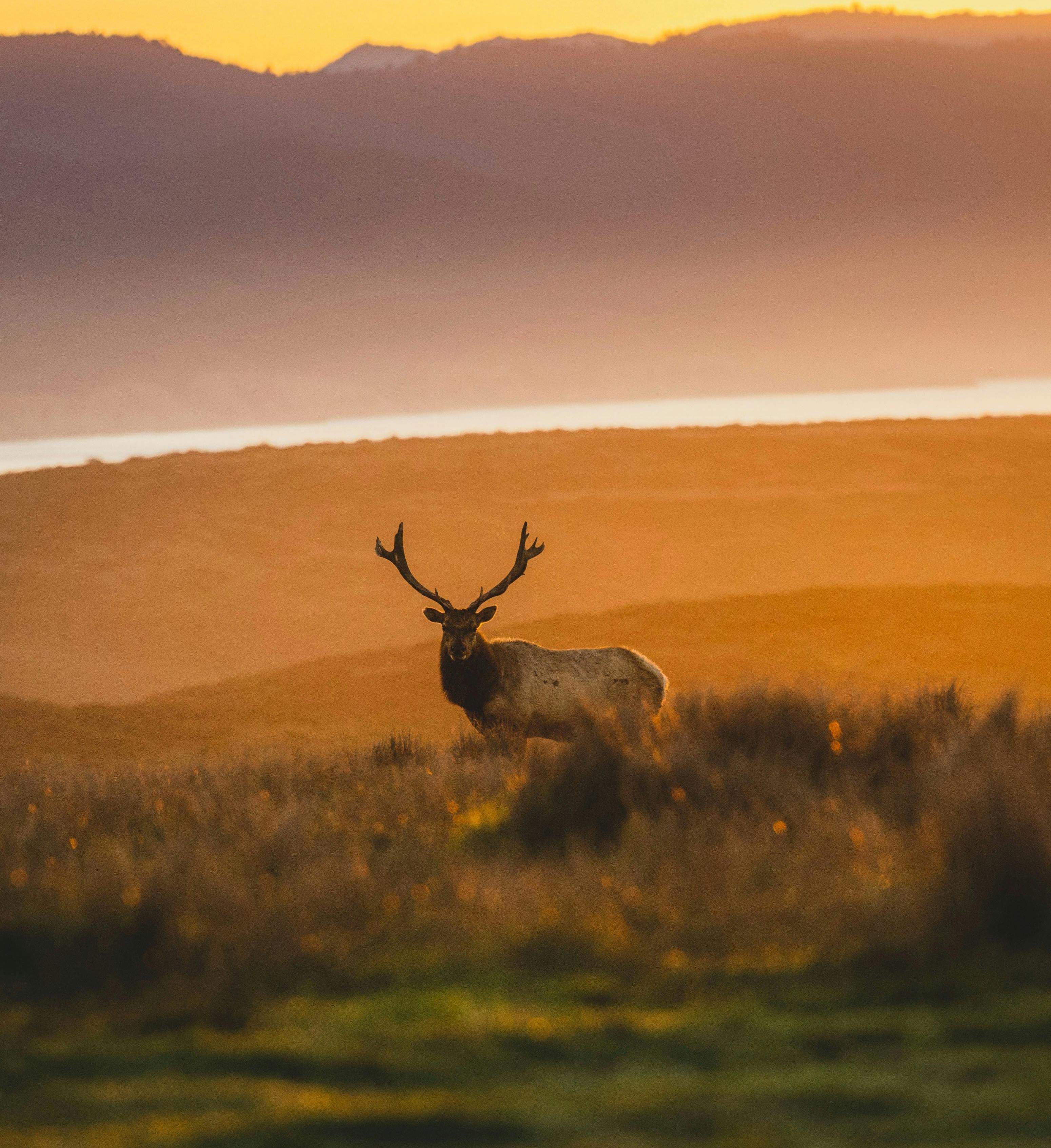 Understanding Hunting Seasons: A Balance of Tradition and Conservation