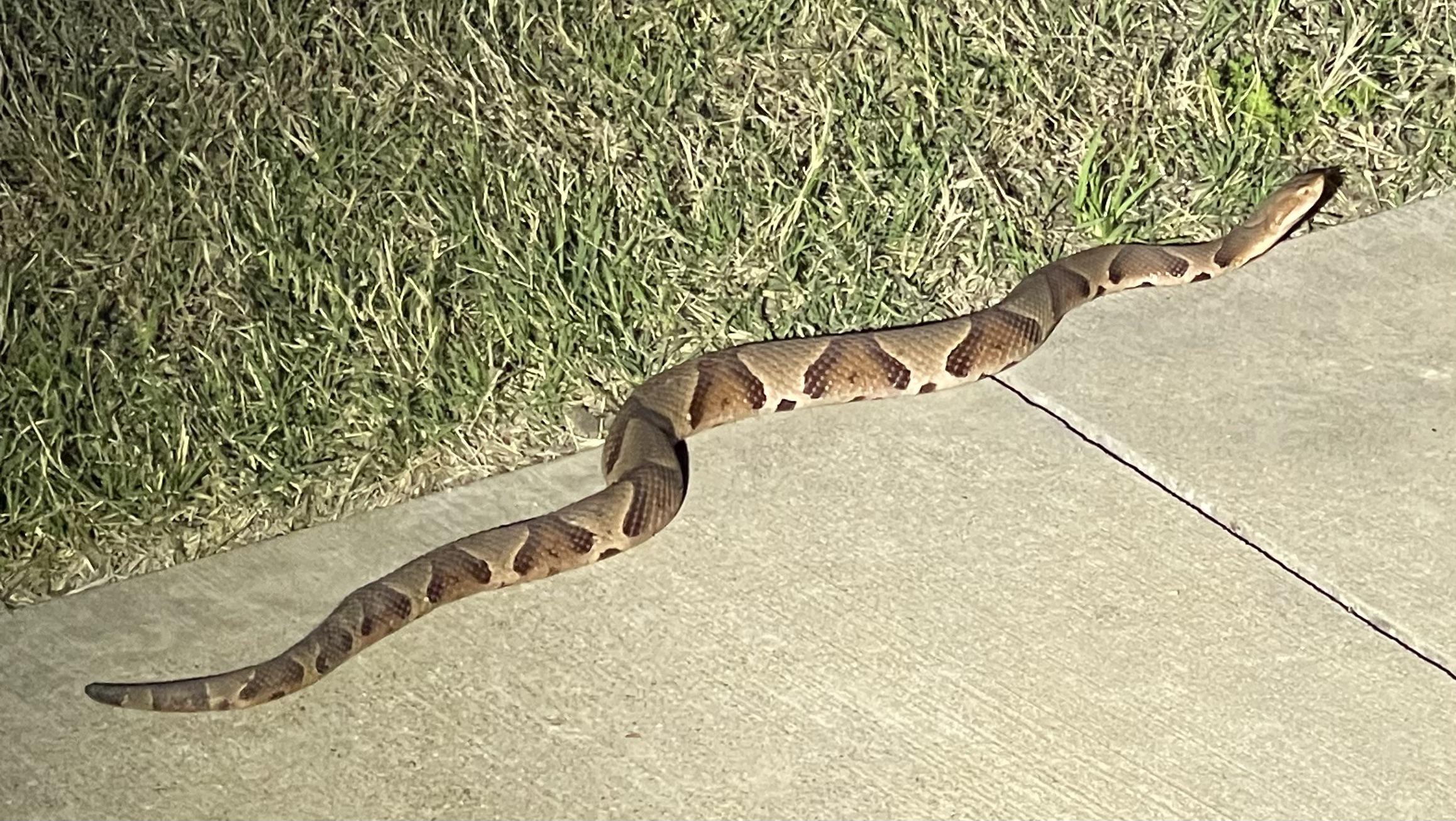 Snake Safety Essentials: Hiking in the Midwest and South During Fall