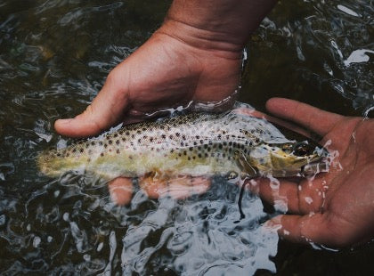 Here’s Why Anglers Love the Missouri Blue Ribbon Trout Slam