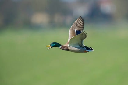 2022 Holiday Gift Guide for Waterfowlers