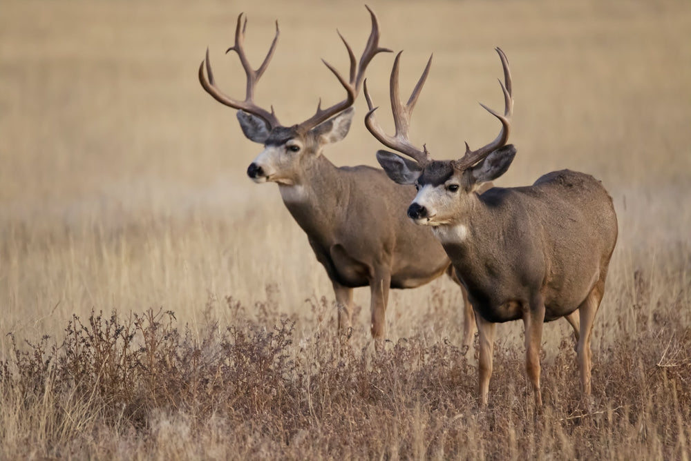 How To Know If DIY Elk and Mule Deer Hunting Is for You – Pike Trail