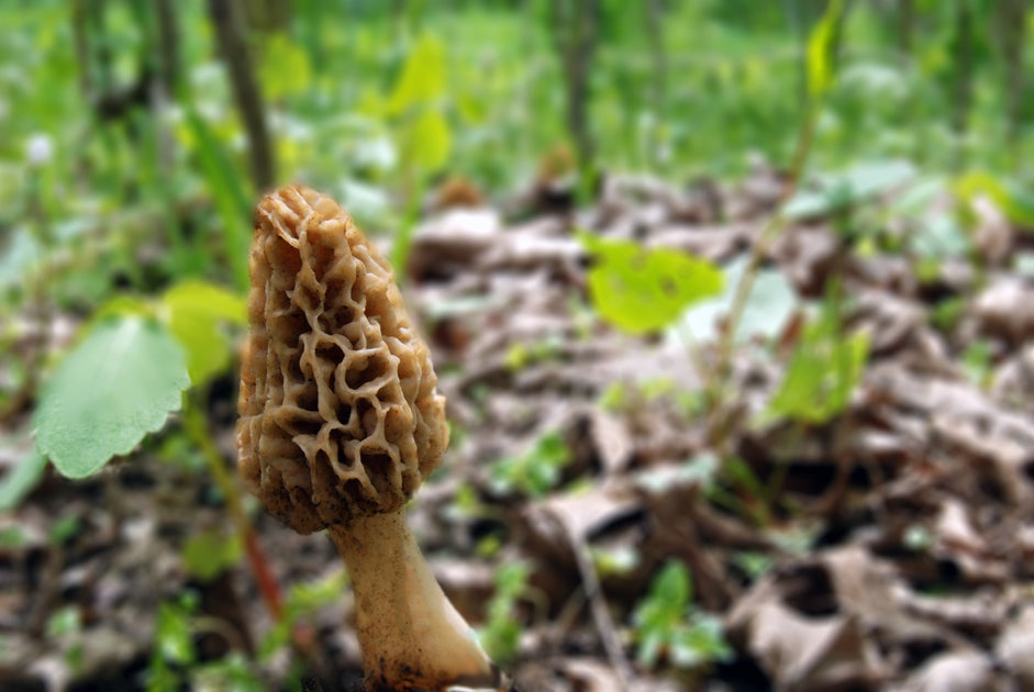 Foraging for Morel Mushrooms: A Beginner's Guide to Identifying ...