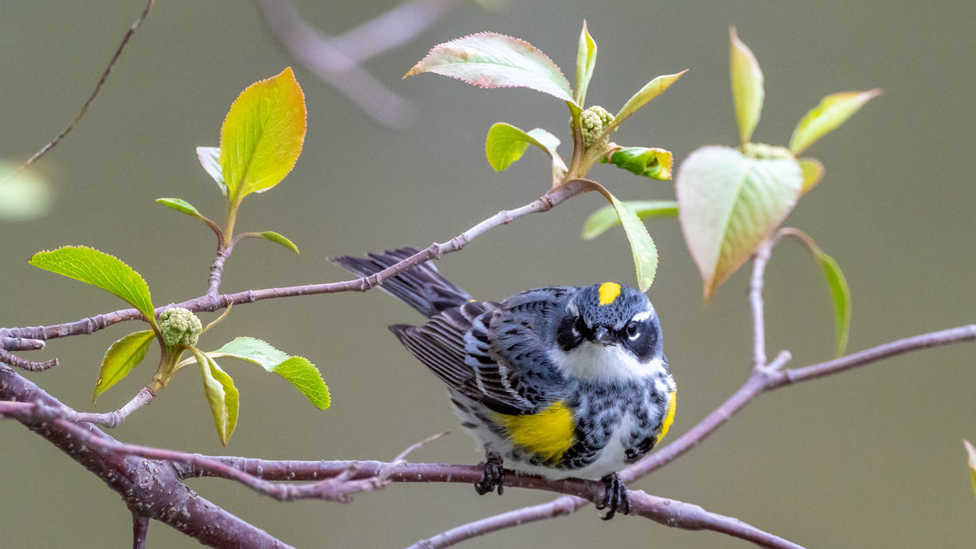 A Beginner’s Guide to the Most Essential Birdwatching Gear