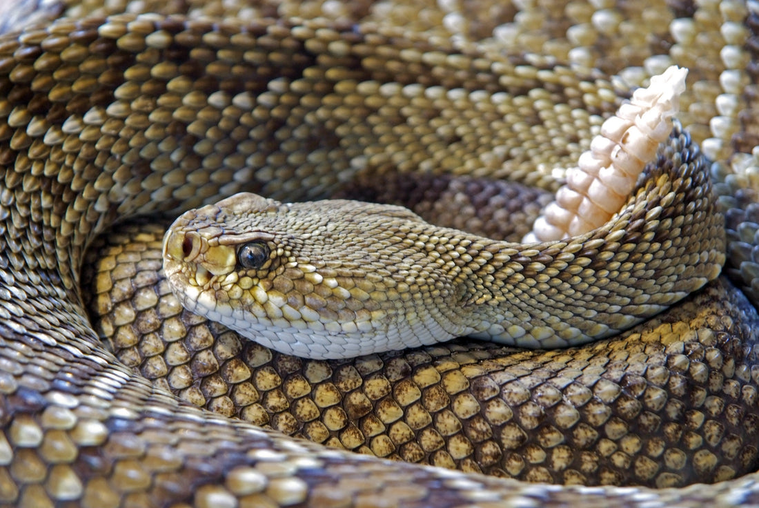 Snakes on the Trail - Determining if a snake is venomous in the field