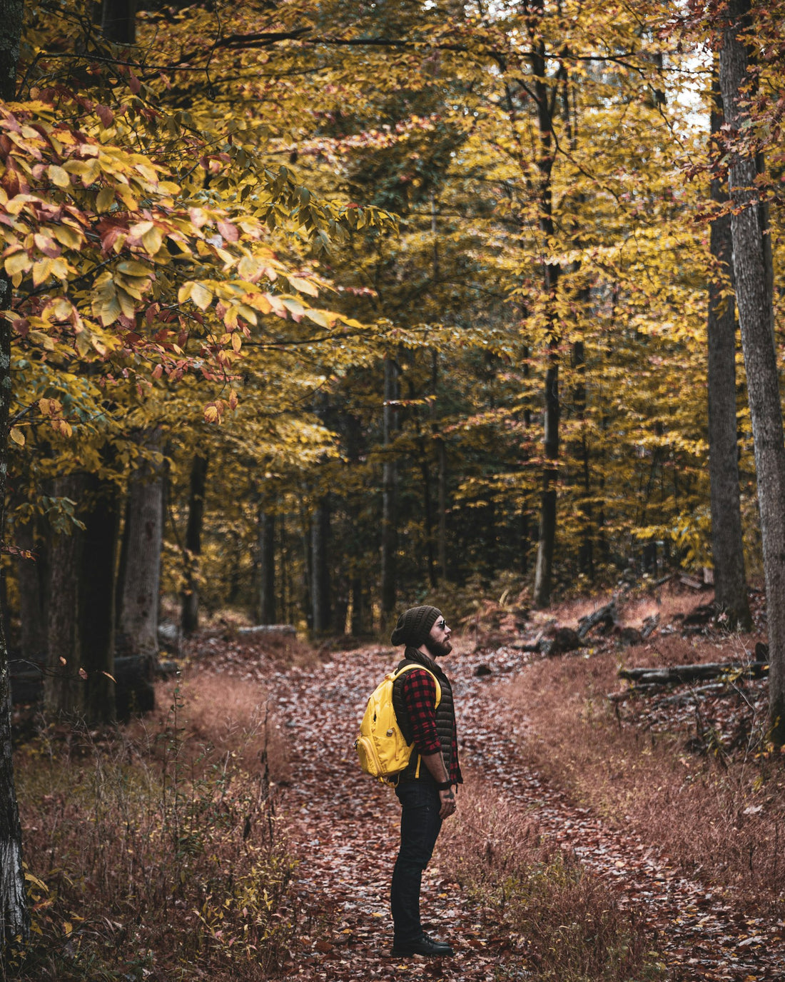 Hiker in a yellow jacket walking a wooded trail during peak fall foliage