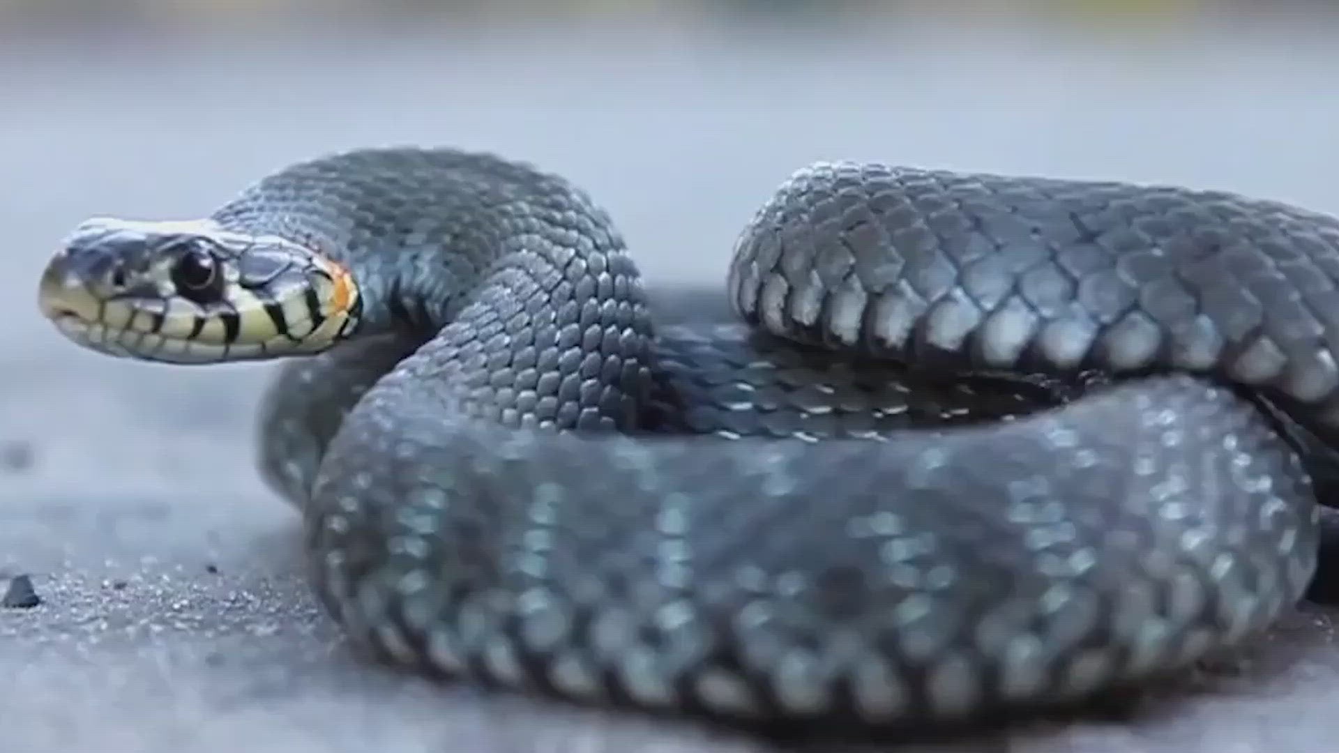 Protectores de piernas con polainas de serpiente